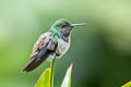 Blue-chested Hummingbird Polyerata amabilis