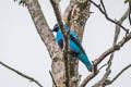 Blue Cotinga Cotinga nattererii