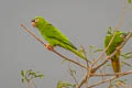 Blue-crowned Parakeet Thectocercus acuticaudatus koenigi