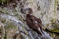 Blue-footed Booby Sula nebouxii nebouxii