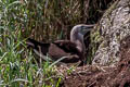 Blue-footed Booby Sula nebouxii nebouxii