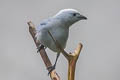 Blue-grey Tanager Thraupis episcopus quaesita 