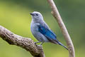 Blue-grey Tanager Thraupis episcopus quaesita 