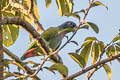 Blue-headed Parrot Pionus menstruus rubrigularis