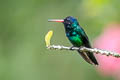 Blue-headed Sapphire Chrysuronia grayi