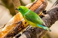 Blue-naped Chlorophonia Chlorophonia cyanea psittacina