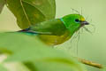 Blue-naped Chlorophonia Chlorophonia cyanea psittacina