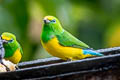 Blue-naped Chlorophonia Chlorophonia cyanea psittacina