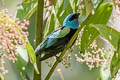 Blue-necked Tanager Stilpnia cyanicollis caeruleocephala