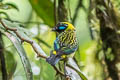 Blue-whiskered Tanager Tangara johannae