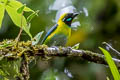 Blue-whiskered Tanager Tangara johannae