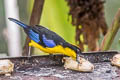 Blue-winged Mountain Tanager Anisognathus somptuosus cyanopterus