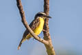 Boat-billed Flycatcher Megarynchus pitangua mexicanus