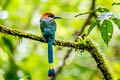 Broad-billed Motmot Electron platyrhynchum platyrhynchum