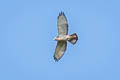 Broad-winged Hawk Buteo platypterus