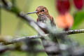 Bronzy Inca Coeligena coeligena ferruginea