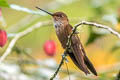 Bronzy Inca Coeligena coeligena ferruginea