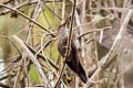 Bronzy Inca Coeligena coeligena ferruginea