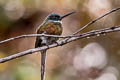 Bronzy Jacamar Galbula leucogastra