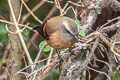 Brown-backed Chat-Tyrant Ochthoeca fumicolor ferruginea