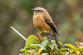 Brown-backed Chat-Tyrant Ochthoeca fumicolor ferruginea