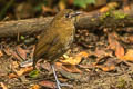 Brown-banded Antpitta Grallaria milleri gilesi 