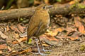 Brown-banded Antpitta Grallaria milleri gilesi 