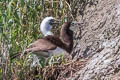Brown Booby Sula leucogaster etesiaca