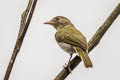 Brown-headed Greenlet Hylophilus brunneiceps