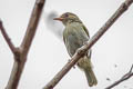 Brown-headed Greenlet Hylophilus brunneiceps