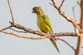 Brown-throated Parakeet Eupsittula pertinax aeruginosa