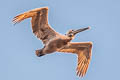 Brown Pelican Pelecanus occidentalis carolinensis