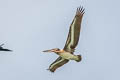 Brown Pelican Pelecanus occidentalis carolinensis