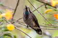 Brown Violetear Colibri delphinae