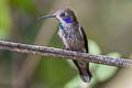 Brown Violetear Colibri delphinae