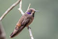 Brown Violetear Colibri delphinae