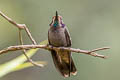 Brown Violetear Colibri delphinae