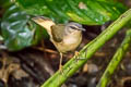 Buff-rumped Warbler Myiothlypis fulvicauda semicervina 