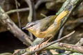 Buff-rumped Warbler Myiothlypis fulvicauda semicervina 