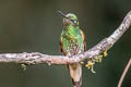 Buff-tailed Coronet Boissonneaua flavescens flavescens