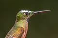 Buff-tailed Coronet Boissonneaua flavescens flavescens