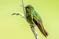 Buff-tailed Coronet Boissonneaua flavescens flavescens