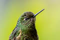 Buff-tailed Coronet Boissonneaua flavescens flavescens