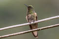 Buff-tailed Coronet Boissonneaua flavescens flavescens