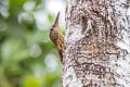 Buff-throated Woodcreeper Xiphorhynchus guttatus polystictus