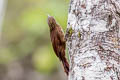 Buff-throated Woodcreeper Xiphorhynchus guttatus polystictus