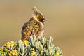 Buffy Helmetcrest Oxypogon stuebelii