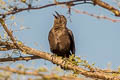 Carib Grackle Quiscalus lugubris lugubris