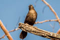 Carib Grackle Quiscalus lugubris lugubris