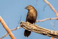 Carib Grackle Quiscalus lugubris lugubris